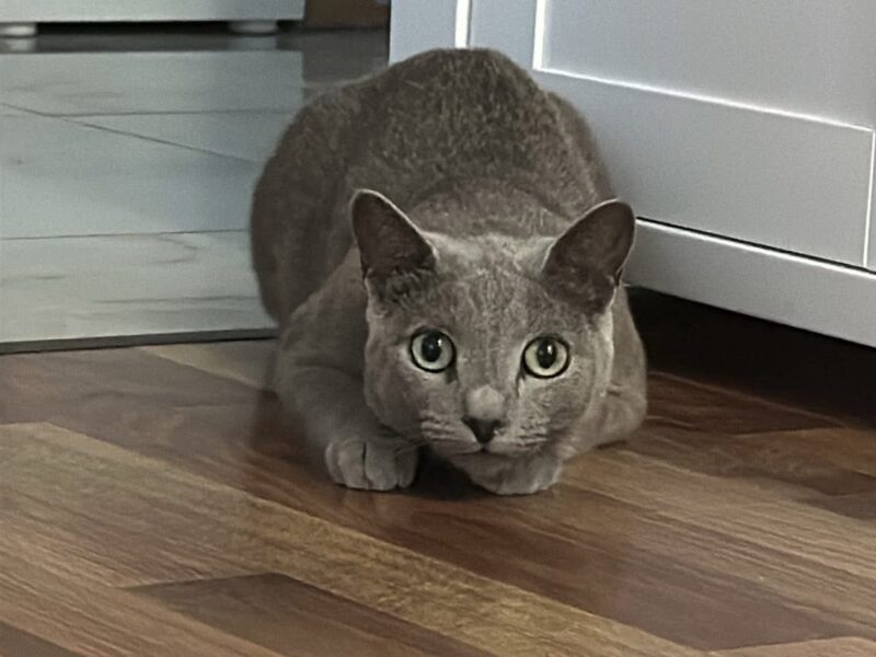 Zaginął kot Peru - ŻORY