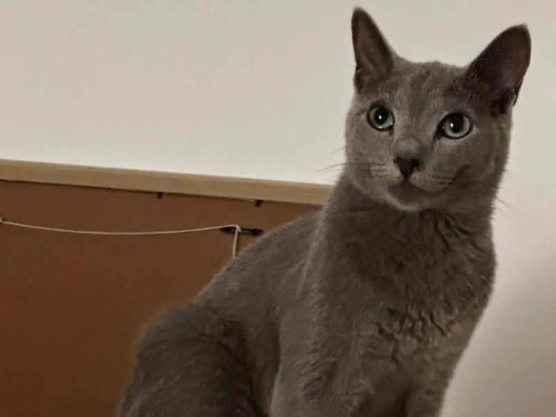 Zaginął kot Peru - ŻORY