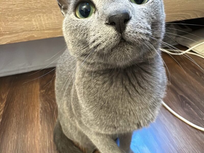 Zaginął kot Peru - ŻORY