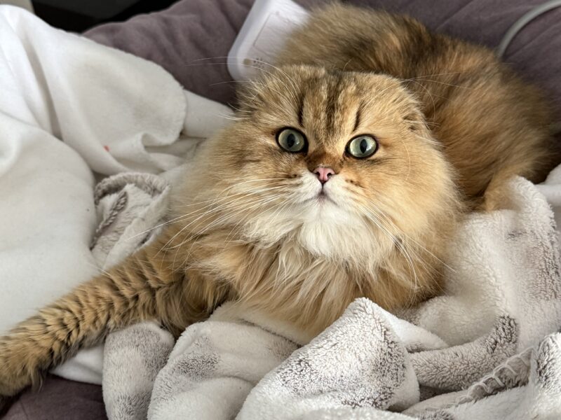 Zaginął Kot Szkocki Zwisłouchy