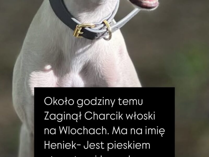 Zaginął Charcik Włoski - Warszawa dzielnica Włochy