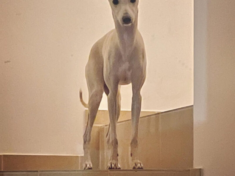 Zaginął Charcik Włoski - Warszawa dzielnica Włochy