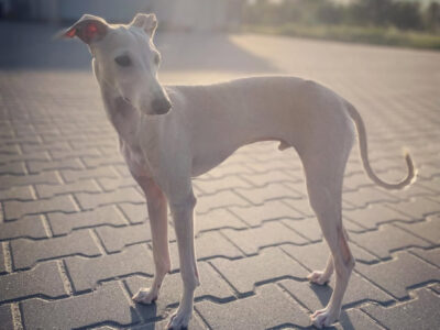 Zaginął Charcik Włoski - Warszawa dzielnica Włochy