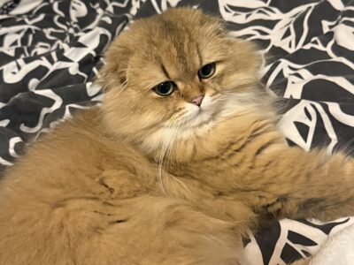 Zaginął Kot Szkocki Zwisłouchy