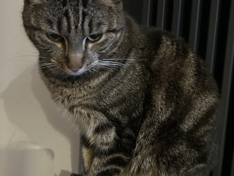 Zaginął kot Gliwice Wójtowa Wieś