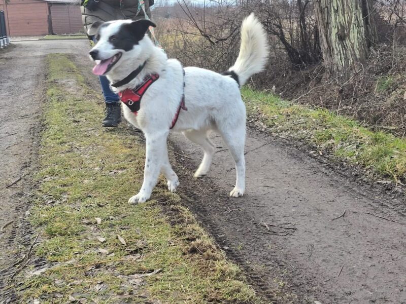 Zaginął w Gietkach duży białoczarny pies
