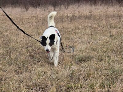 Zaginął w Gietkach duży białoczarny pies