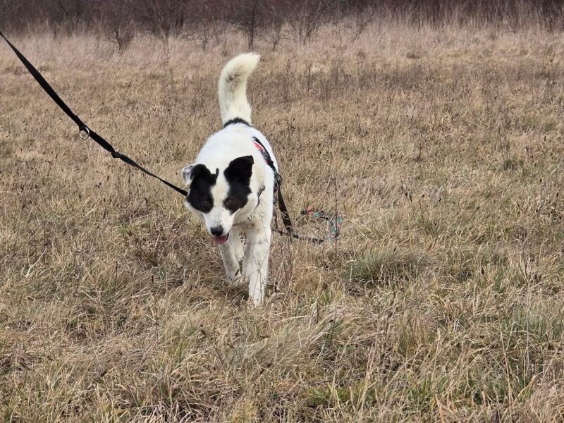 Zaginął w Gietkach duży białoczarny pies