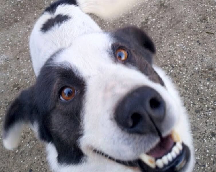 Zaginął w Gietkach duży białoczarny pies