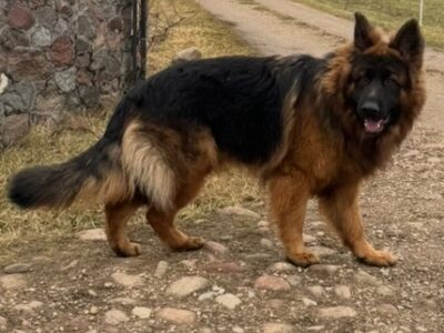 Zaginął Owczarek Niemiecki