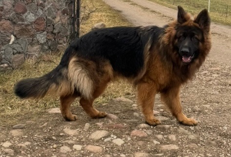 Zaginął Owczarek Niemiecki