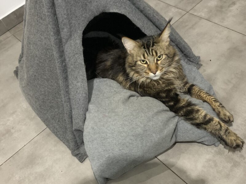 Zaginął Maine Coon Szymek