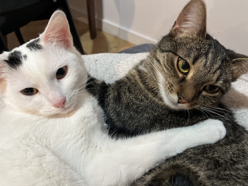 Zaginęła nasza kotka Wanilia