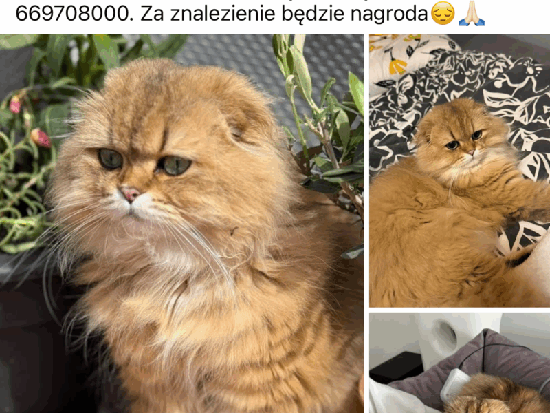Zaginął Kot Szkocki Zwisłouchy
