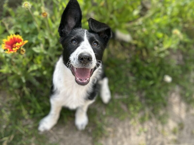 Zaginęła sunia Zoya !