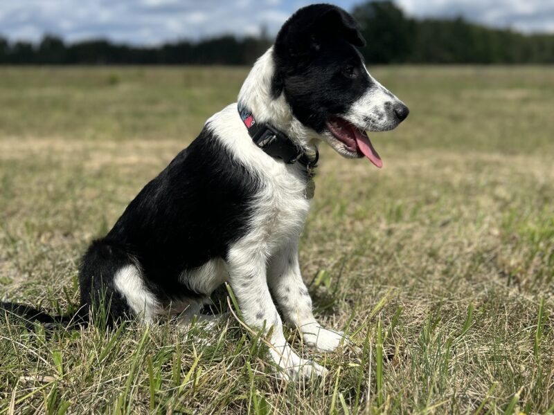 Zaginęła sunia Zoya !