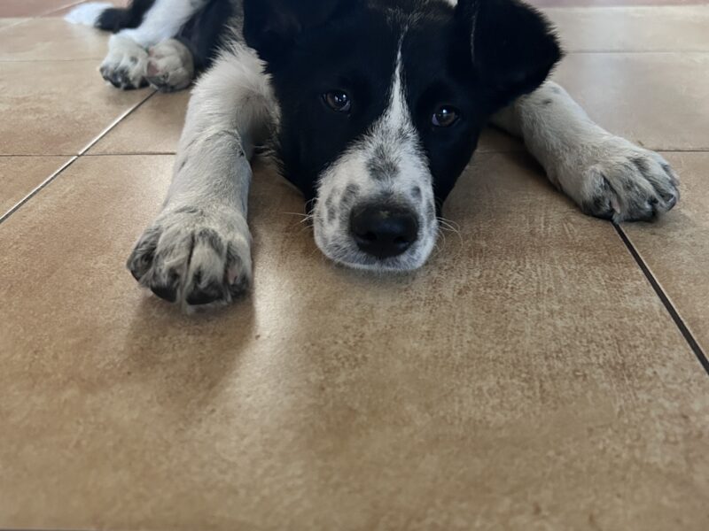 Zaginęła sunia Zoya !