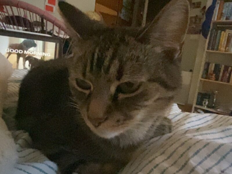 Zaginęła szara pręgowana koteczka