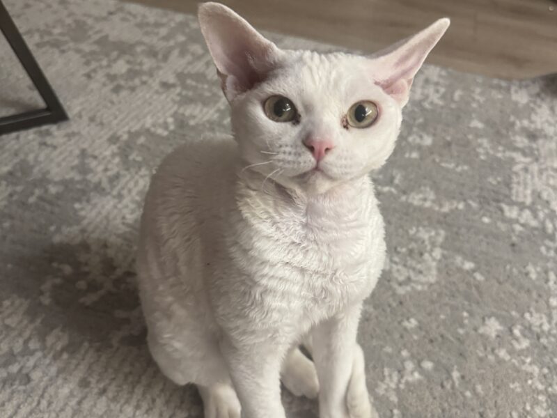 Zaginął kot rasy Devon Rex