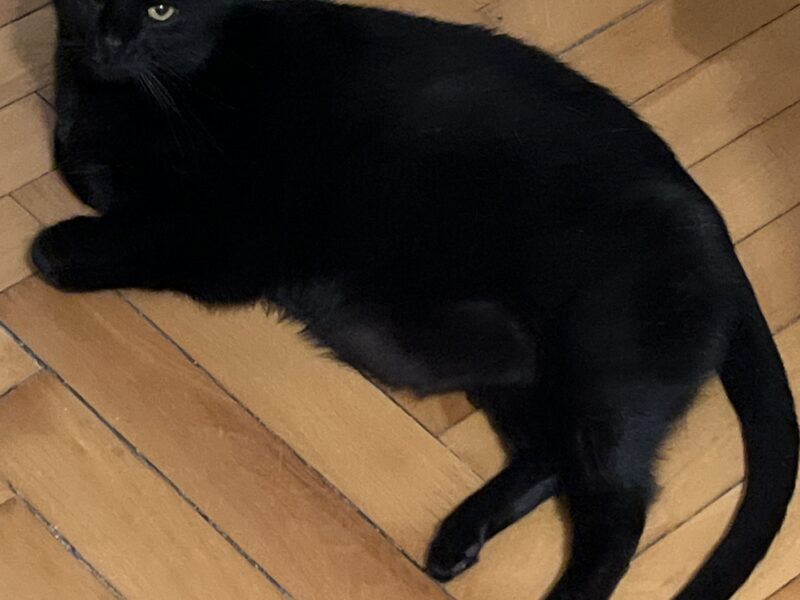 Zaginęła kotka Puma w Krakowie w Nowej Hucie