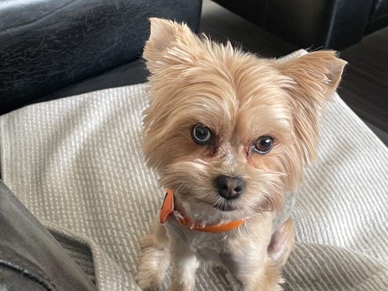 Zaginęła sunia Blusia NAGRODA