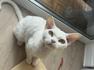 Zaginął kot rasy Devon Rex