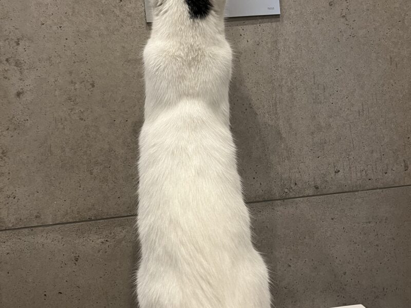 Zaginęła nasza kotka Wanilia