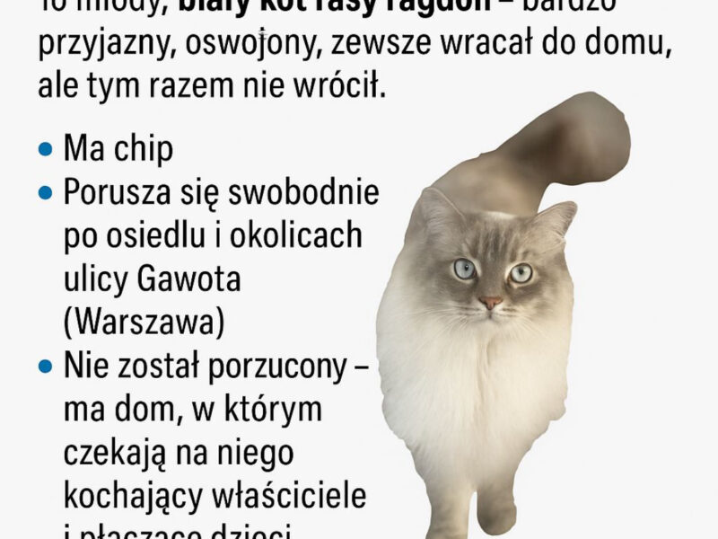 Zaginął kot rasy Ragdoll Ursynów
