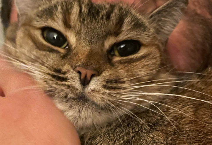 Zaginęła kotka Asia