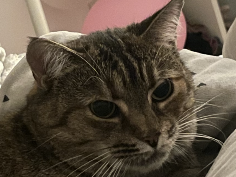 Zaginęła kotka Asia