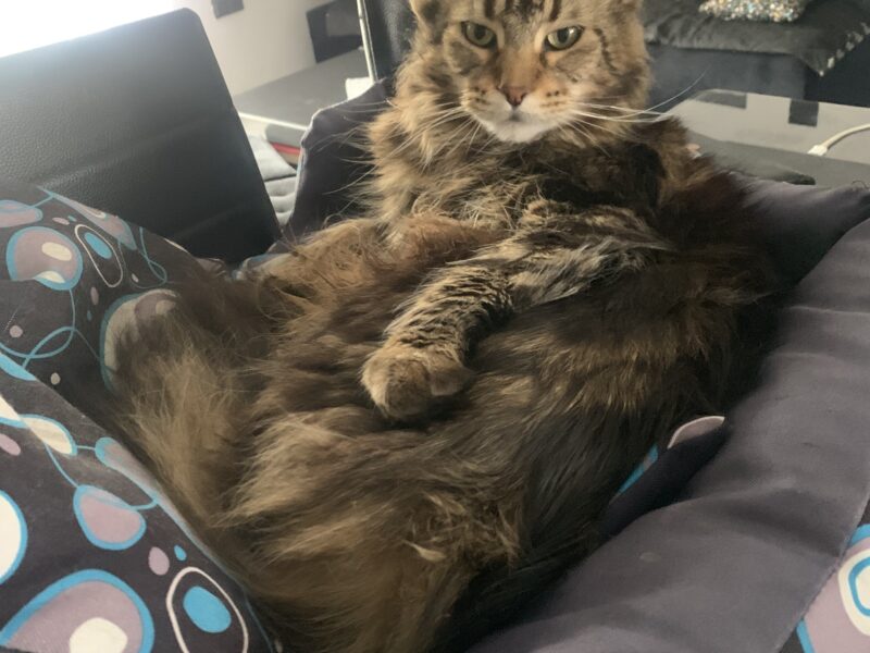 Zaginął Maine Coon Szymek