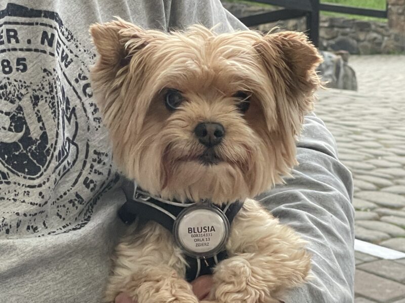 Zaginęła sunia Blusia NAGRODA