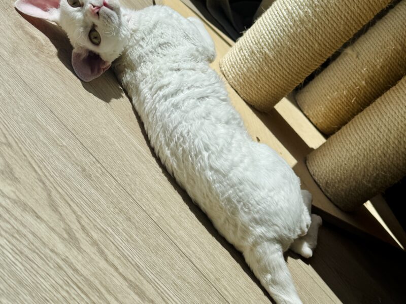 Zaginął kot rasy Devon Rex