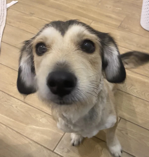 Zaginęła Sunia Lucynka