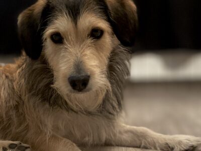 Zaginęła Sunia Lucynka