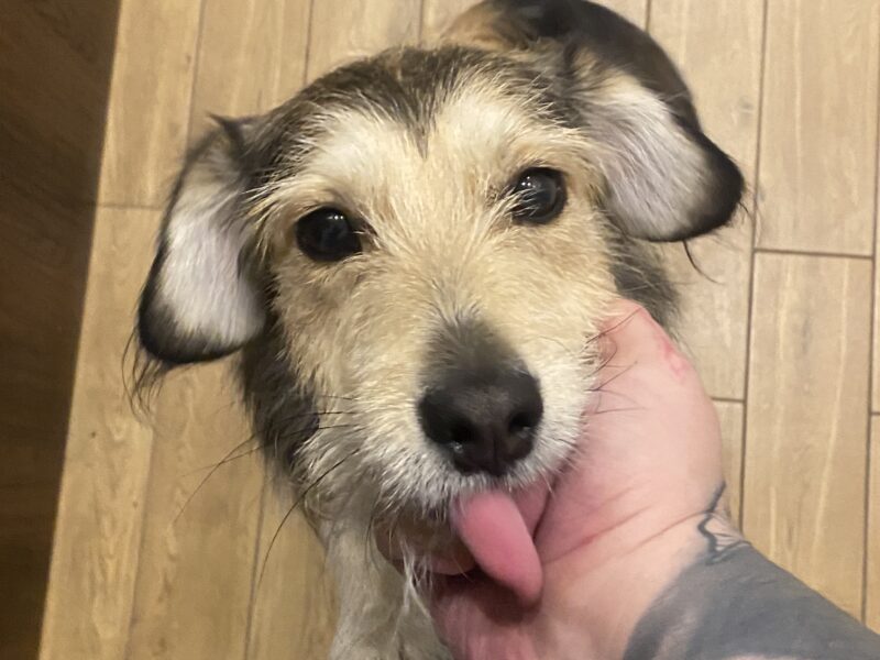 Zaginęła Sunia Lucynka