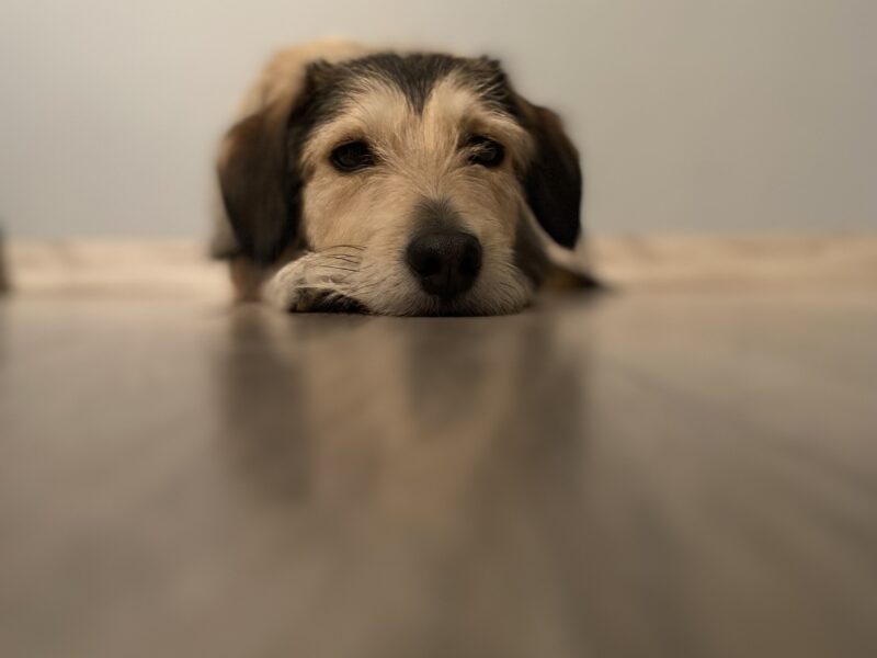 Zaginęła Sunia Lucynka