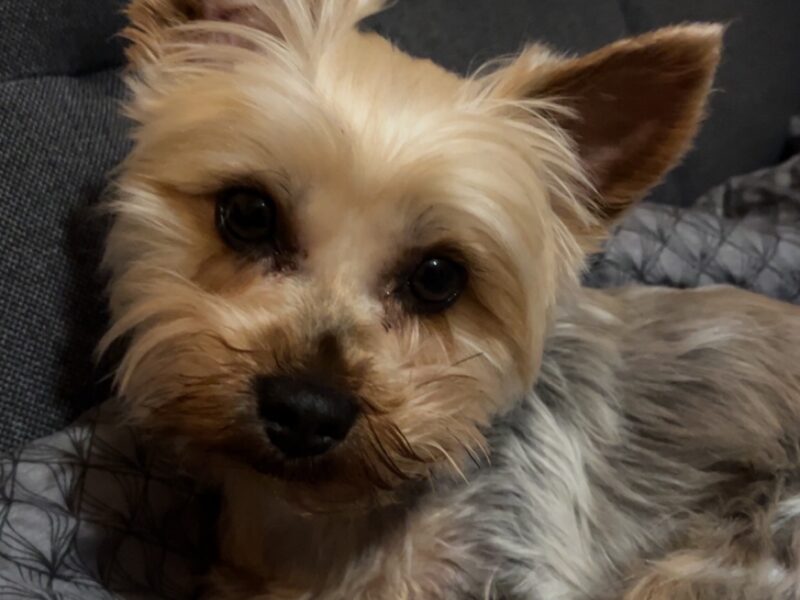 Zaginął York Kejti !!!