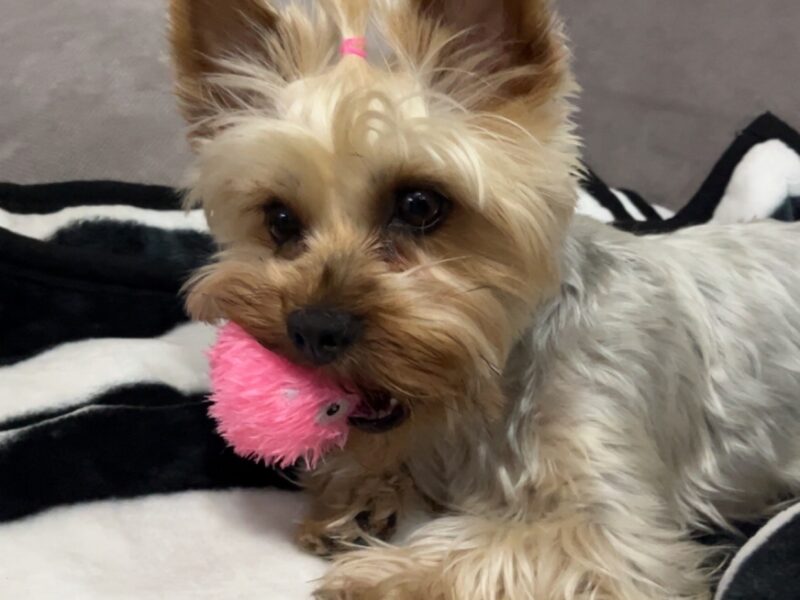 Zaginął York Kejti !!!