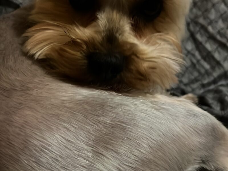 Zaginął York Kejti !!!