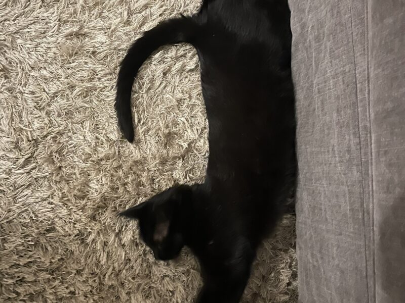 Zaginął czarny kocurek