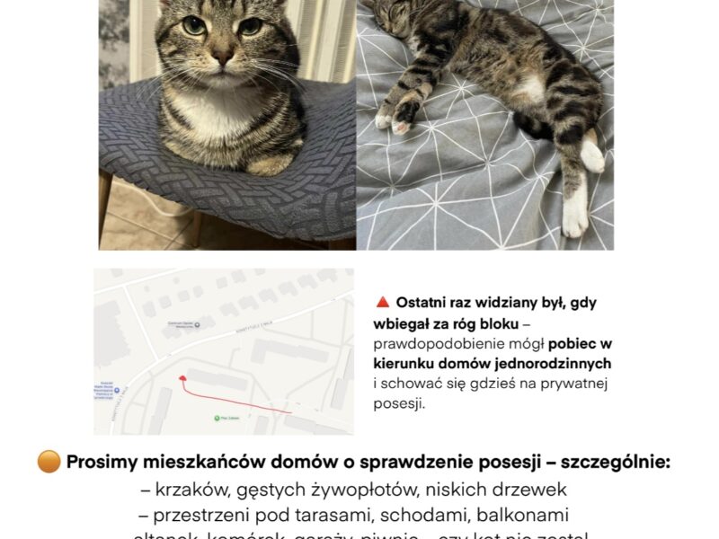 Zginął kotek ze złamaną łapką