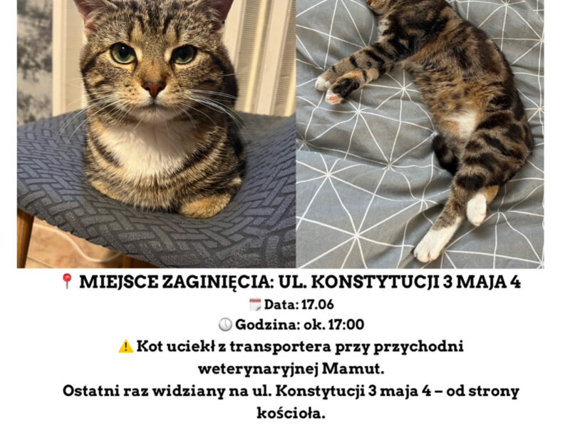 Zginął kotek ze złamaną łapką