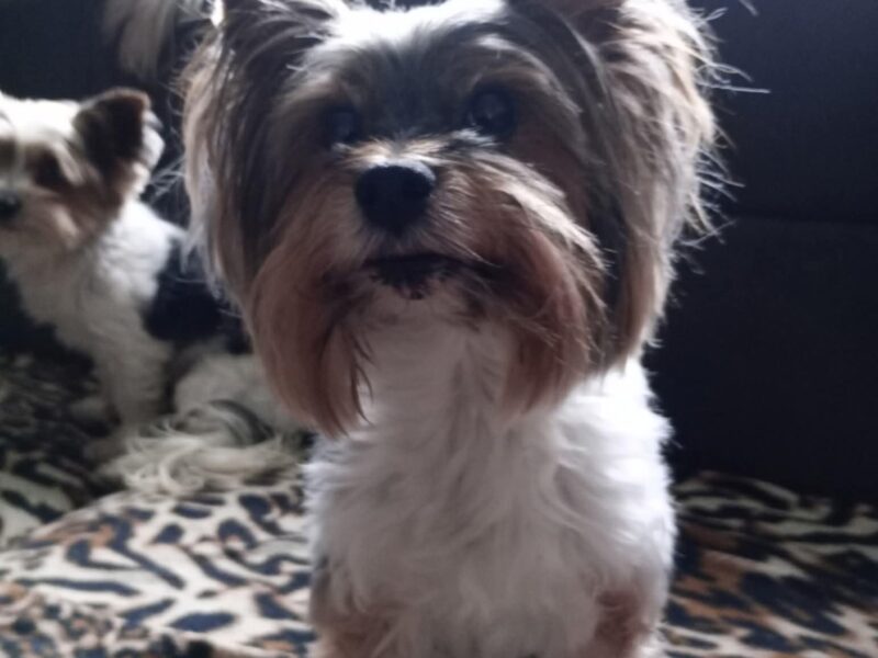 Zaginęła sunia Suzanne