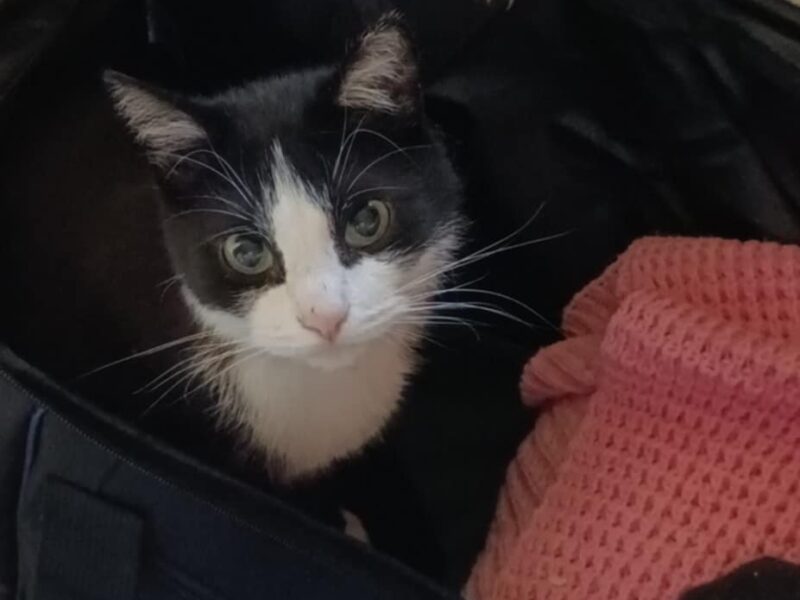 Zaginął kocur Renguś (Młody)