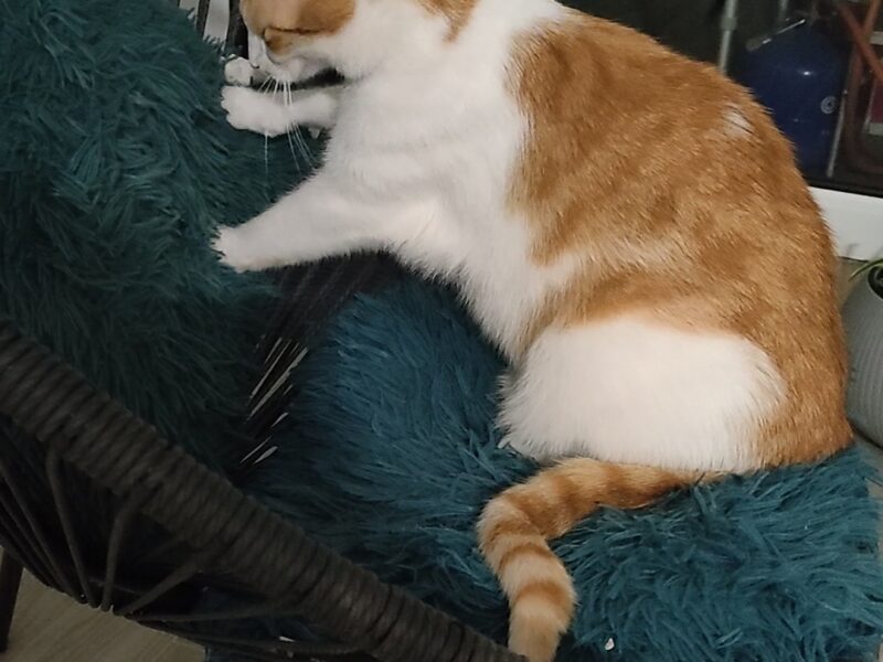 Zaginął kot Tadzik