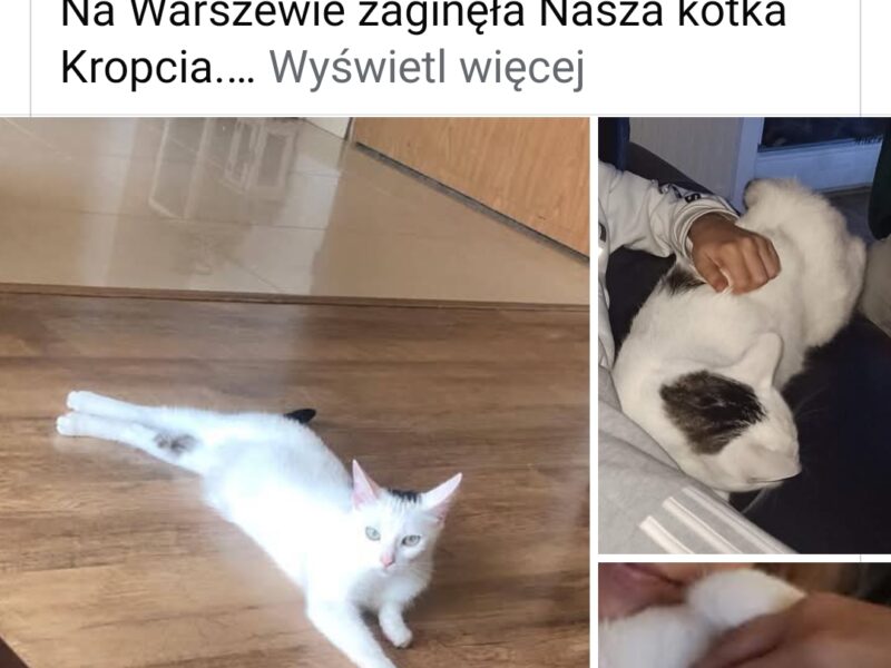 Zaginęła biała kotka Kropcia