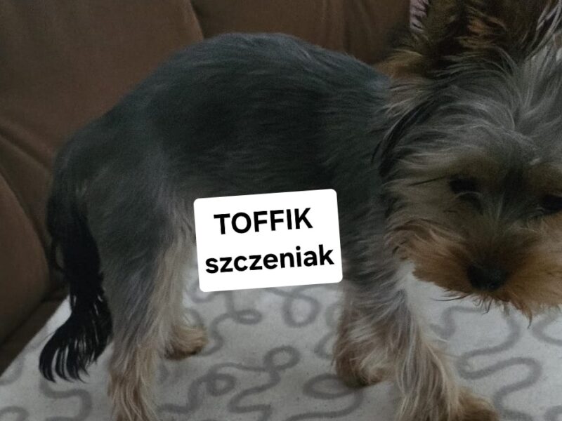 Poszukiwany York Toffik