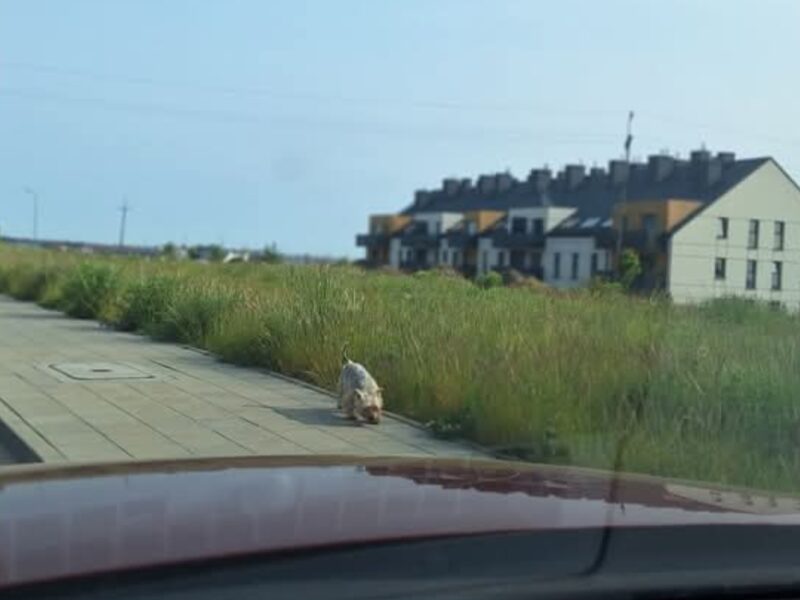 Poszukiwany York Toffik