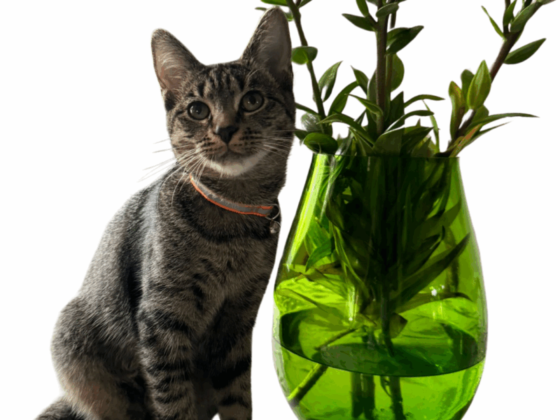 Zaginęła mała bura kotka